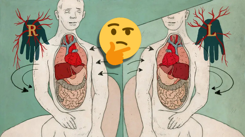 Vücudumuz Dıştan Simetrikken İç Organlarımız Neden Asimetrik? Sonradan Oluyormuş!