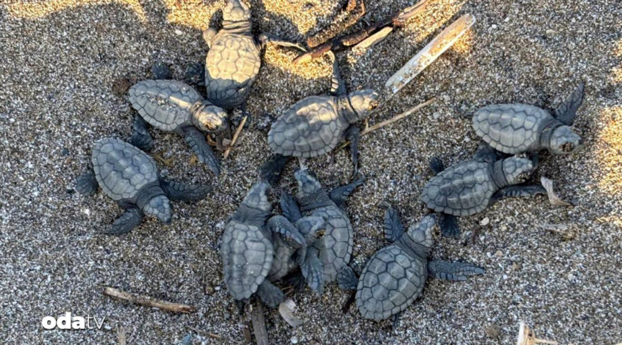 hatayda 592 caretta caretta denize kavustu QLhcEMlS