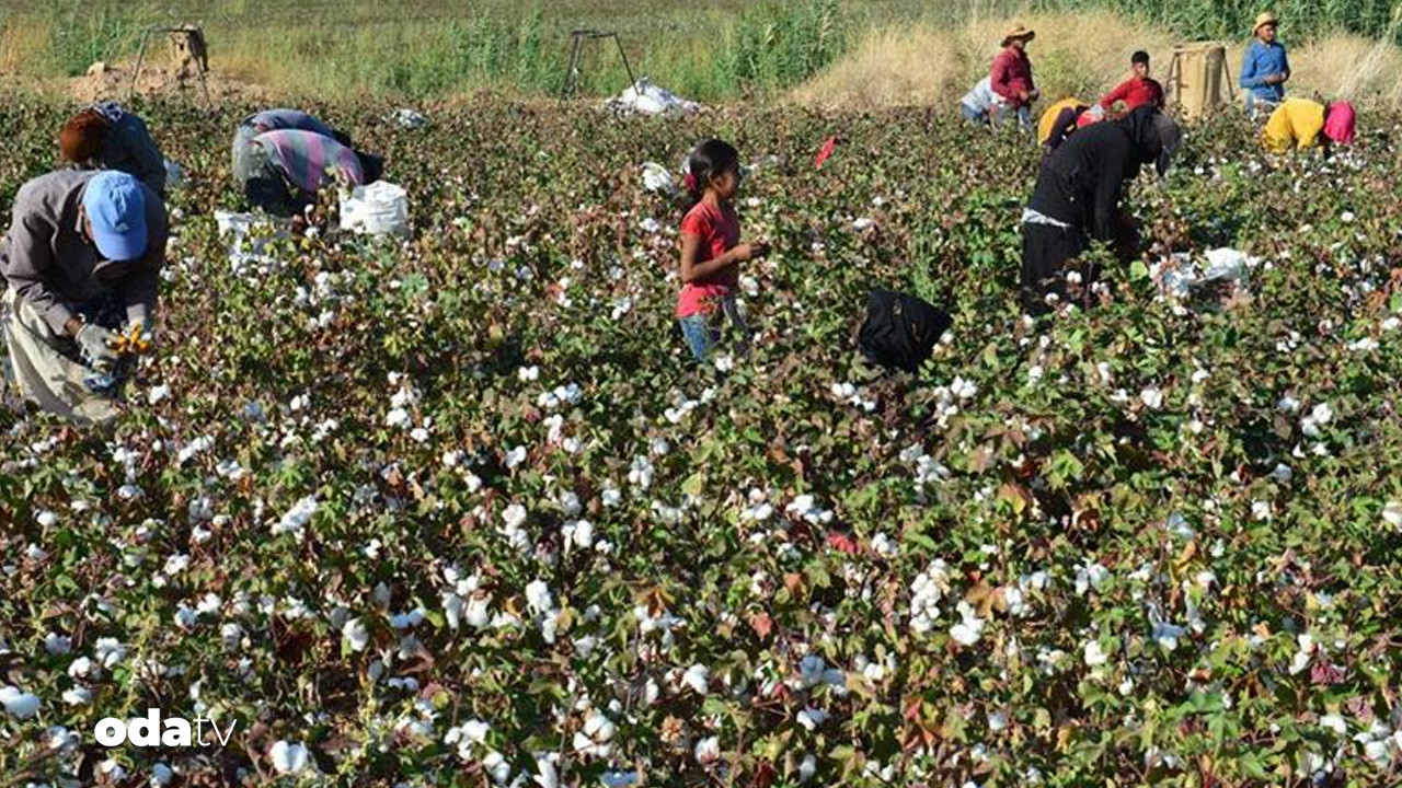 turkiye urettiginden daha fazla pamuk ithal ediyor vGFNf81R