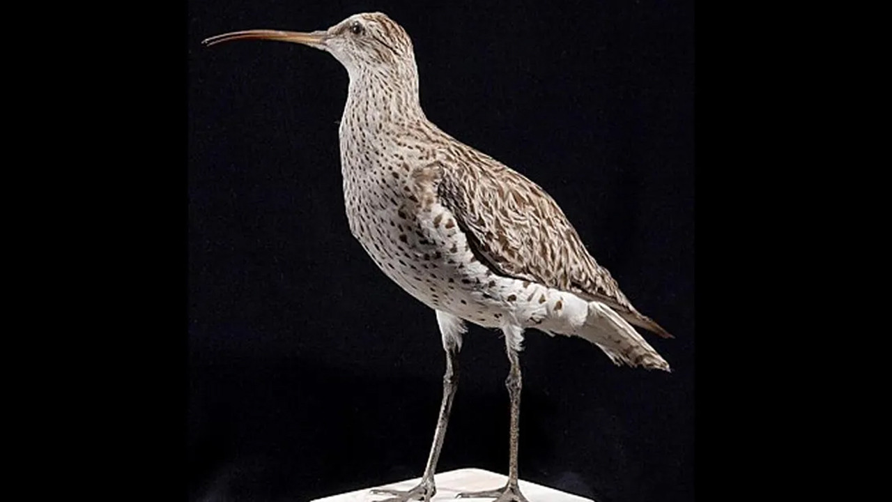 birkac yil once aramizda dolasiyorlardi artik yoklar GpWEeVa9.jpg