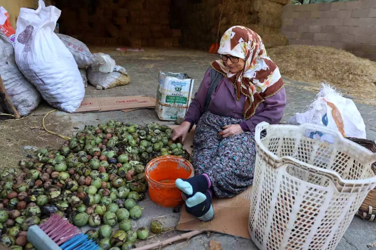 koskte ceviz hasadi ve geleneksel isleme 2n3A7alZ.jpg