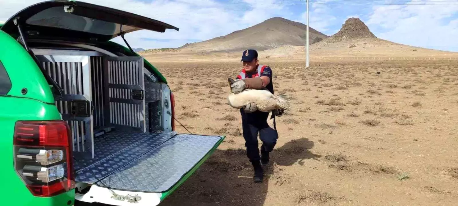 yarali pelikanlar koruma altinda lgW4Hb3O