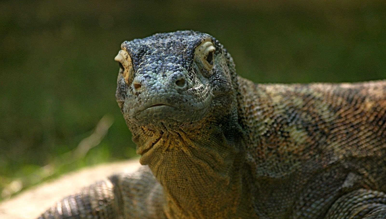 selanikte dev ejder bulundu NC9i4J2I.jpg