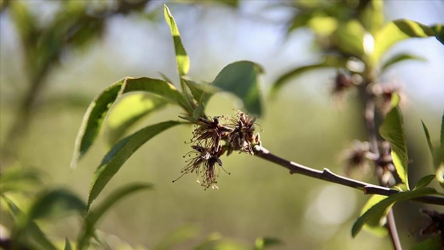 zirai dondan etkilenen ureticilere yeni destek odemesi uZH8YsLD.jpg