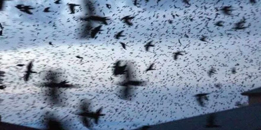 Tel Aviv’de Kargaların Yoğun Sürüsü: Gökyüzünde Karanlık Bir An